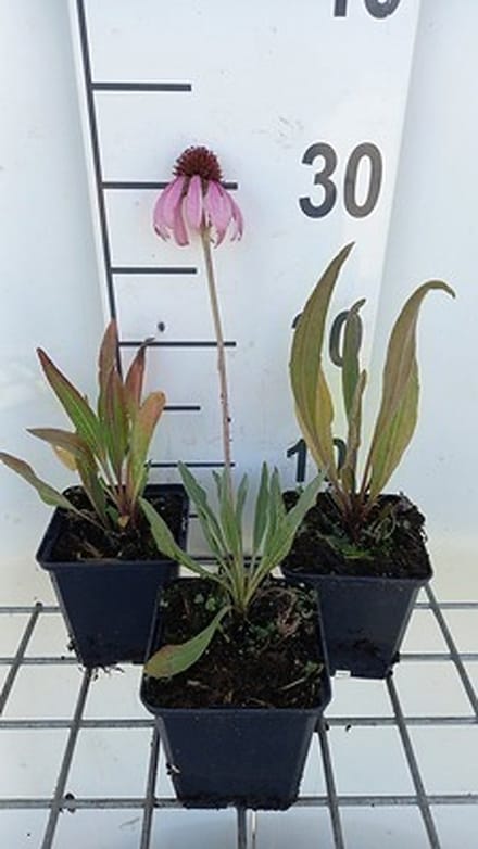 6x Zonnehoed - Echinacea angustifolia | pot 9 x 9 cm