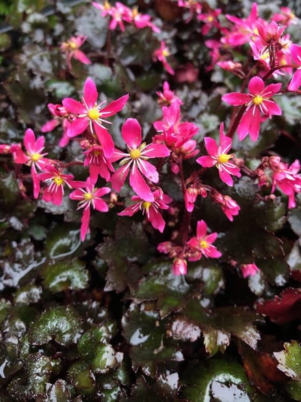 6 x Saxifraga c. 'Black Ruby' - Steenbreek - P9 Pot (9 x 9cm) - Dima Vaste Planten
