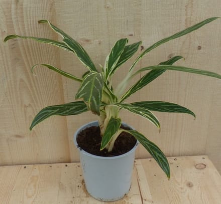 Warentuin natuurlijk - Aglaonema 30 cm