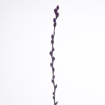 50x Tk salix katjes lila 70cm
