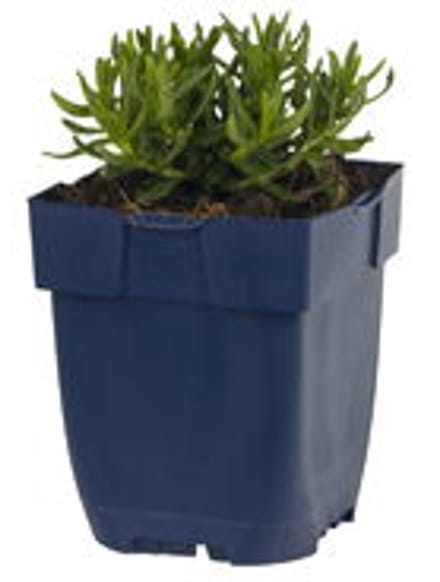 Griffioen - Lithodora diff. 'Heavenly Blue'