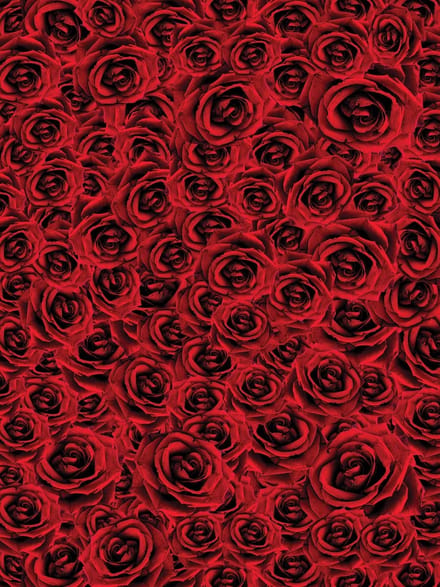 Roses  Photo Wallcovering