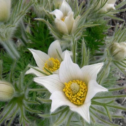 6 x Pulsatilla Vulgaris 'Alba' - Wildemanskruid pot 9x9cm