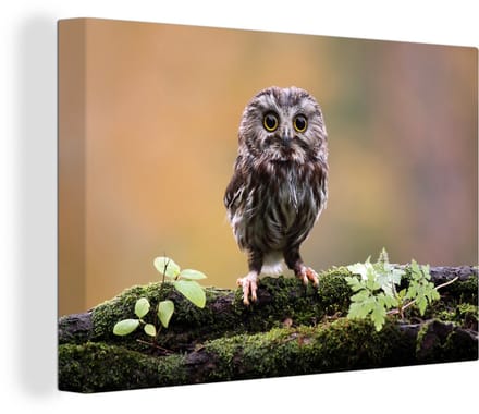 Canvas Schilderij Kleine uil - 30x20 cm - Wanddecoratie
