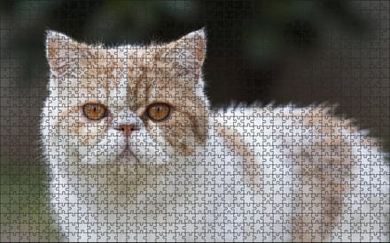 Puzzel Persische Kat | 1000 stukjes | Dierenpuzzel | Kattenpuzzel