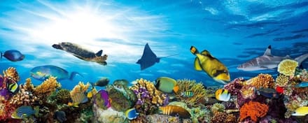 Fotobehang - Fish 375x150cm - Vliesbehang