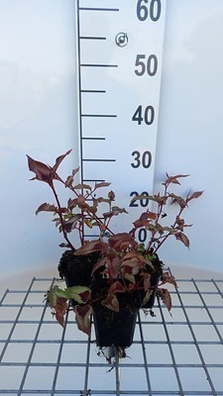 6x Duizenknoop - Persicaria micr. 'Red Dragon' | 9x9 cm pot