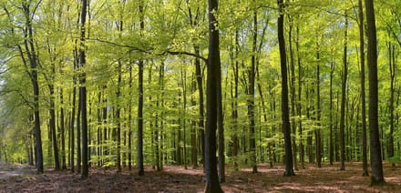 Fotobehang Beukenbos in het voorjaar 450 x 260 cm - € 295,--