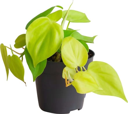PLNTS - Philodendron Micans Lime - Kamerplant - Kweekpot 12 cm - Hoogte 20 cm