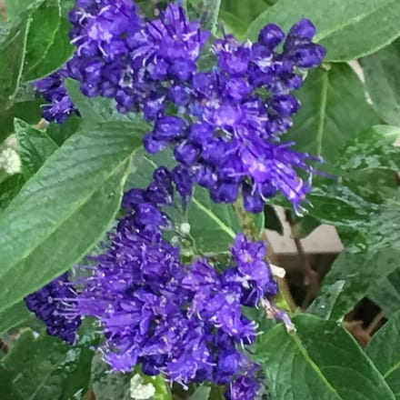 Blauwe spirea - Caryopteris clandonensis 'Heavenly Blue' 40-50 cm