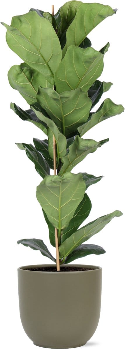 Green Harmony | Ficus Lyrata - Ø21cm - 90cm in Boule OLIJF pot