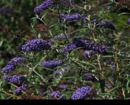 2 x Buddleja dav. 'Nanho Blue' - Vlinderstruik 40- 60 cm in pot