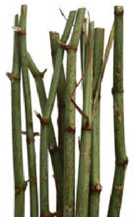 10x Tk polygonum 80cm