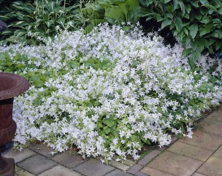 Campanula posch. E.H. Frost - Set van 12 - Klokjesbloem - Potmaat P9 - Witte Bloem