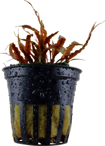 Aquaflora Cryptocoryne Albida | in 5 cm pot