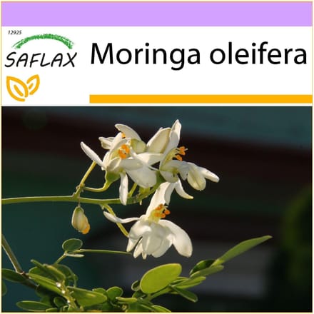 SAFLAX - Raifort - 10 graines - Moringa oleifera