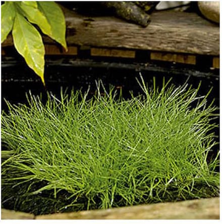 Moerings Scirpus Isolepsis | Naaldgras | In 18CM Mand