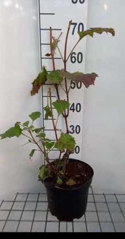 2 x Hydrangea quercifolia - Eikenblad Hortensia 60- 80 cm in pot