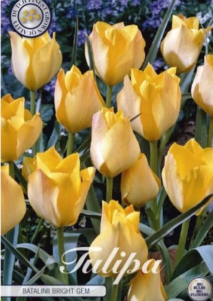 Batalinii Bright Gem Botanical Tulpen Bollen 10 stuks bolmaat 5/6