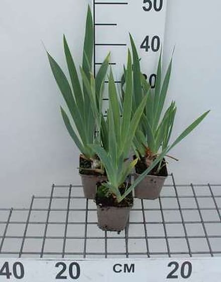 6x Baardiris - Iris (germ.) 'Senlac' | 9x9 cm pot