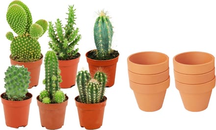 ZynesFlora - Mini Cactus Mix - 6 Stuks - Ø 8,1 cm Terracotta Bloempotten - 5-10 cm