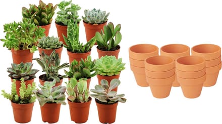 ZynesFlora - Mini Succulenten Mix - 15 Stuks - Ø 8,1 cm Terracotta Bloempotten - 5-10 cm