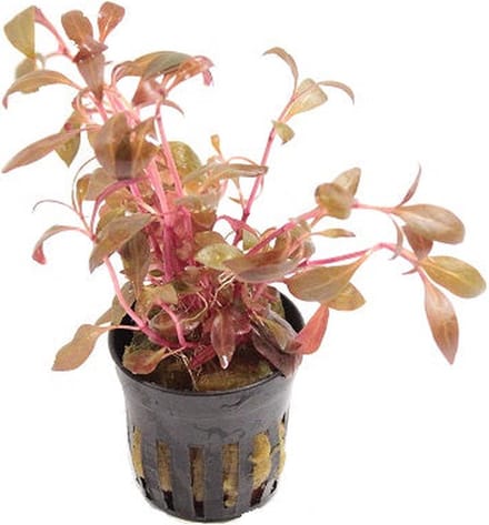 Moerings Alternanthera Reineckii Mini | Papegaaienblad | in 5 cm pot