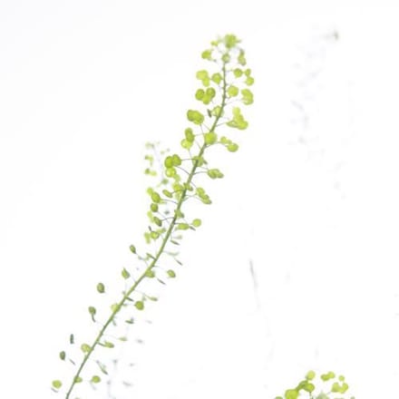25x Lepid.green bell 80cm