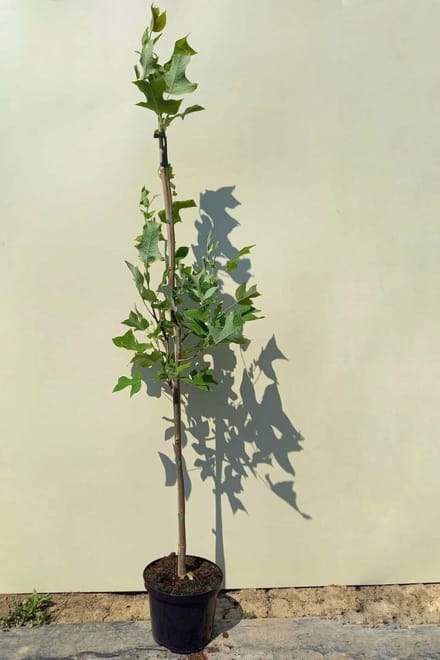 Jonge Amerikaanse Tulpenboom | Liriodendron tulipifera | 100-150cm hoogte