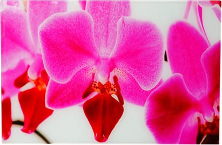 Glasplaat T116, wandplaat poster motief, 40x60cm ~ Orchidee