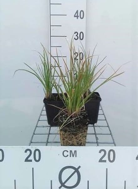 6x Vuurpijl - Kniphofia hybr. 'Little Maid' | 9x9 cm pot