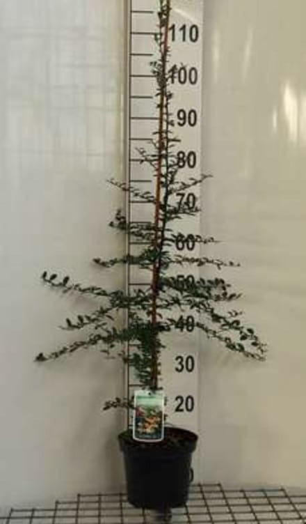 Pyracantha hybr. 'Soleil d'or' - Vuurdoorn 60-80 cm | pot