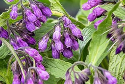 6 x Symphytum officinale - Smeerwortel, Dolle Hondsbeien | 9×9 cm pot
