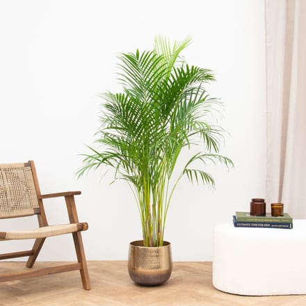 Areca palm - 160cm - ⌀24