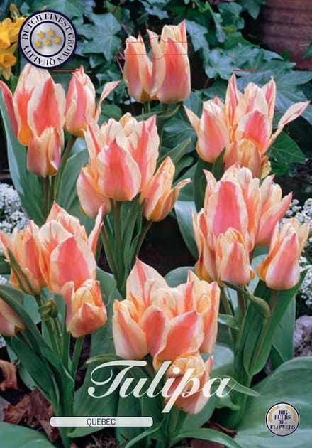 Quebec Greigii Tulpenbollen 10 stuks bolmaat 12+