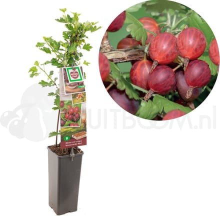 Ribes uva-crispa Hinnonmäki Röd - rode kruisbes -bessenstruik - kleinfruit - fruitstruik - plant - eigen fruit kweken