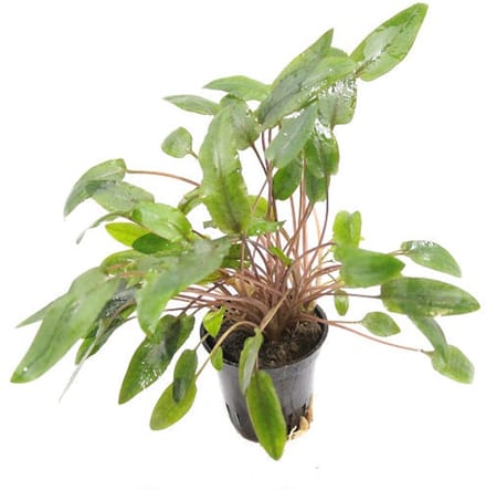 Aquafleur Cryptocoryne Moehlmannii in 5 cm pot