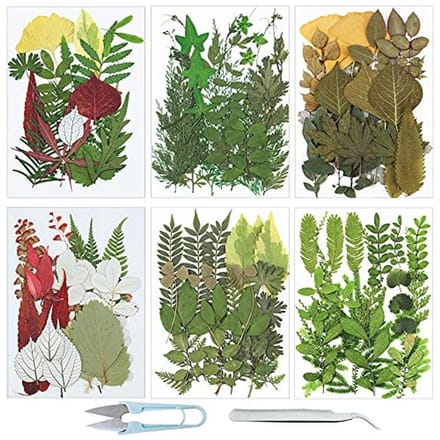 Natuurlijke Gedroogde Geperste Bladeren Set voor Creatief Handwerk