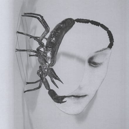 Touch - Tortoise