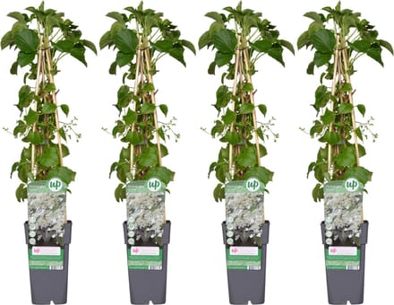 4x - Klim Hortensia, kleur wit, Hydrangea petiolaris - ↨65cm - Ø15
