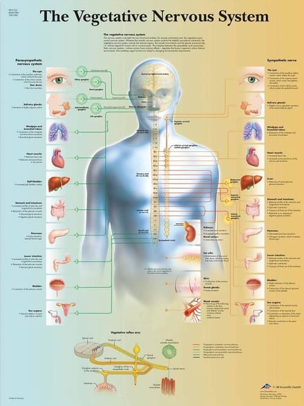 Vegetatief zenuwstelsel poster (gelamineerd, 50x67 cm)