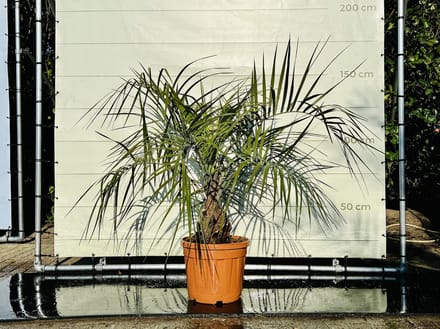 Palmboom - Geleipalm - Butia Capitata - Winterhard - Pot ⌀ 35cm - Hoogte  130-150cm