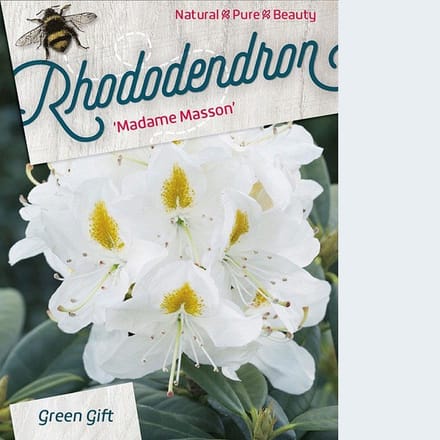 Rhododendron 'Mme Masson' - 40-50 cm