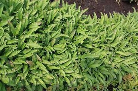 6x Vingerhoedskruid - Digitalis hybr. Glory of Roundway' | 9x9 cm pot