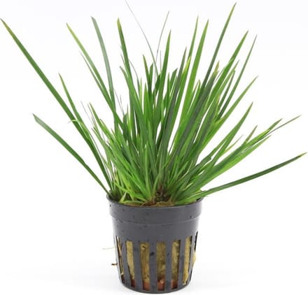Moerings Acorus gramineus pussilus | Dwergkalmoes | In 5 cm pot
