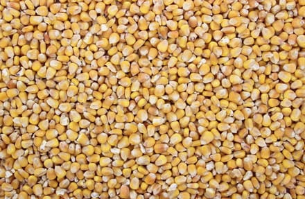 Mais Frans Heel - 2 kilo - aas - om zelf te koken - 2 kilo