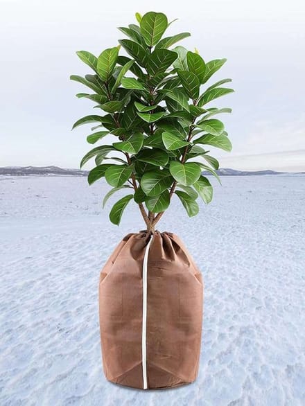 CE - Plantenbeschermhoes - 65x70 cm - Winterbescherming - Bruin