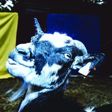 Day Trip To The Petting Zoo - Barely Autumn