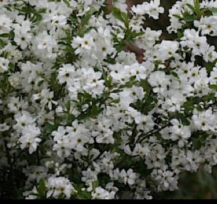 Exochorda racemosa 'Niagara'® - Parelstruik 25- 30 cm in pot
