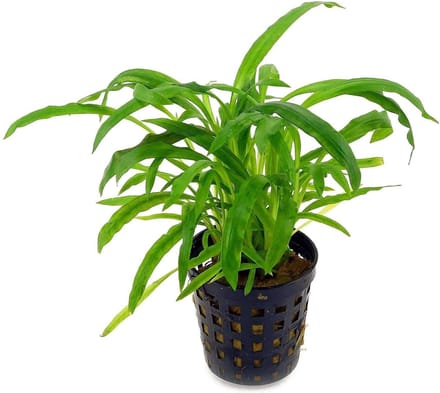 Moerings Cryptocoryne Costata in 5 cm pot